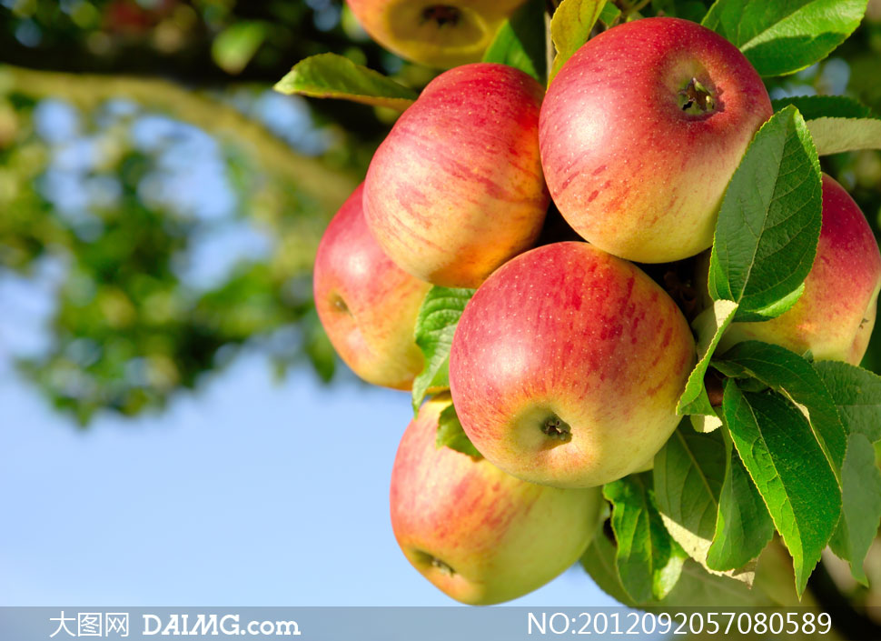 苹果树上结什么果子-苹果树在海南省能结出果