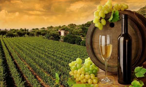 葡萄酒和果園攝影圖片