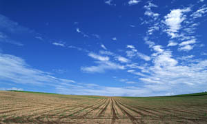 蓝天白云下的田地种植摄影图片