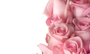 粉红红玫瑰高清图片