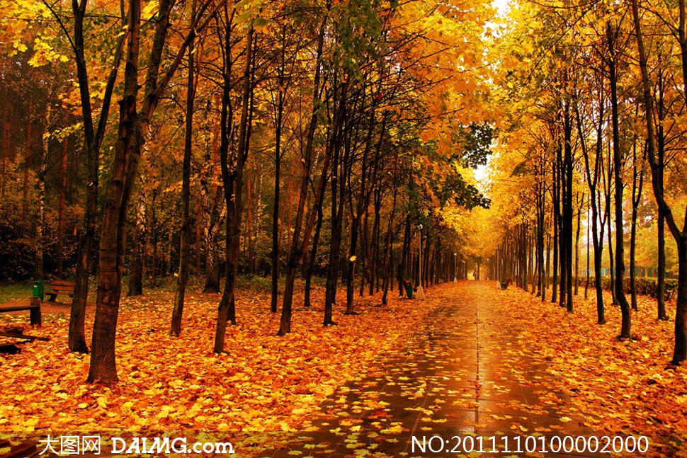 公园里的金黄色落叶摄影图片 - 大图网设计素材