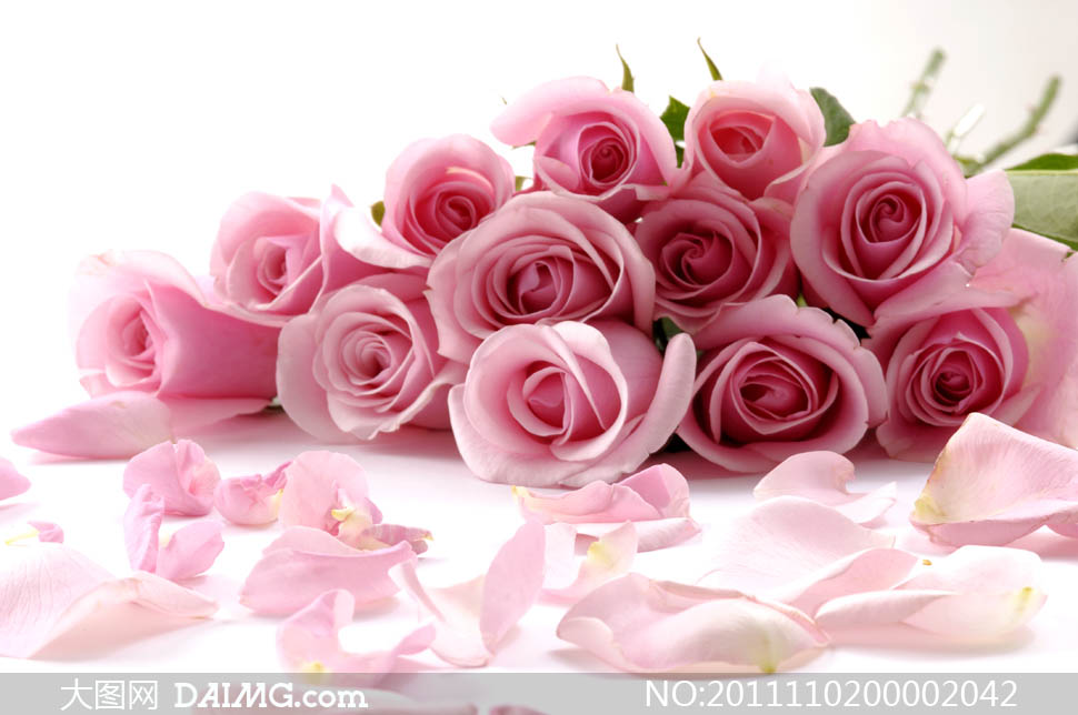 粉红玫瑰和玫瑰花瓣摄影图片