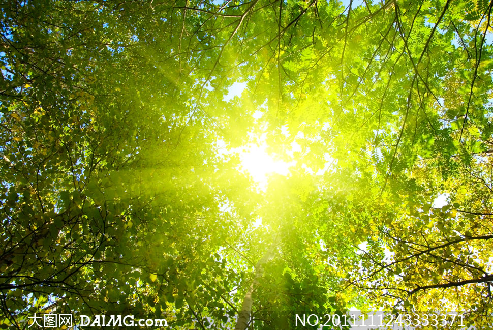 茂密树林透射下来的阳光高清摄影图片-+大图网