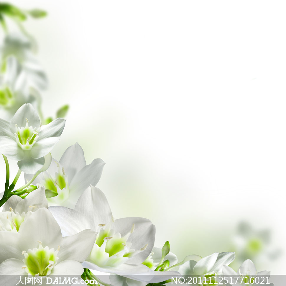 白色鲜花边框背景高清图片