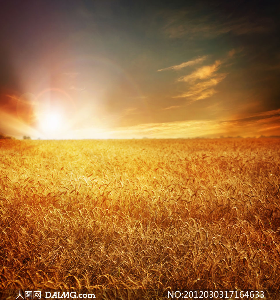 夏日麦田里成熟的麦子高清摄影图片