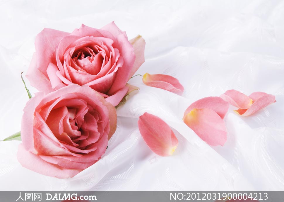 玫瑰花和花瓣摄影图片