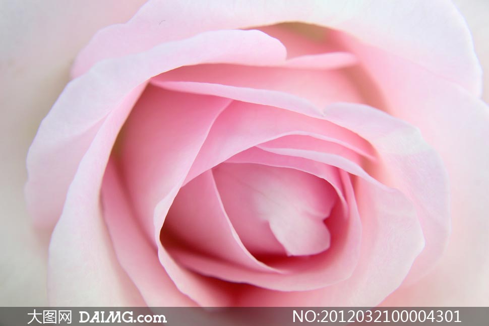 粉色玫瑰微距摄影高清图片-+大图网设计素材下载