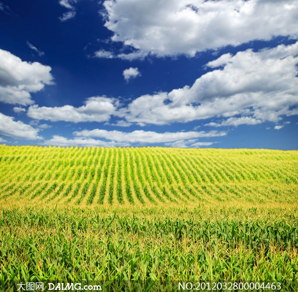 蓝天白云下的玉米地摄影图片