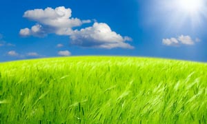 蓝天云彩下的绿色麦田摄影图片