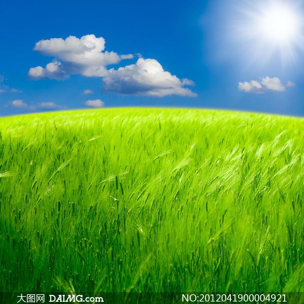 蓝天云彩下的绿色麦田摄影图片