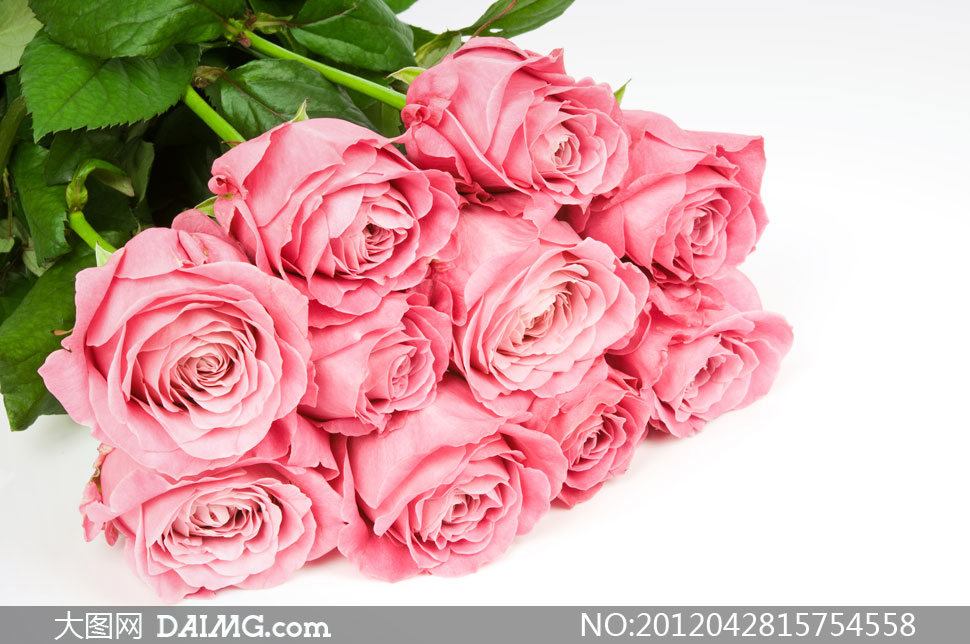摆放整齐的粉玫瑰花束高清摄影图片- 大图网设计素材下载