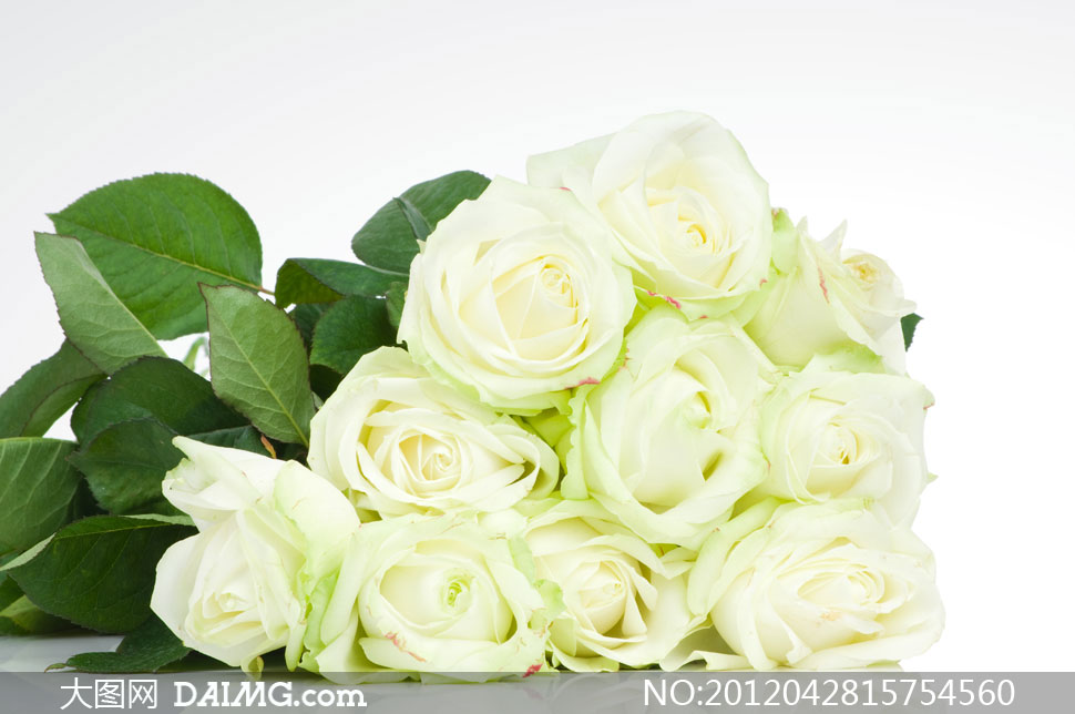 白玫瑰花束特写高清摄影图片