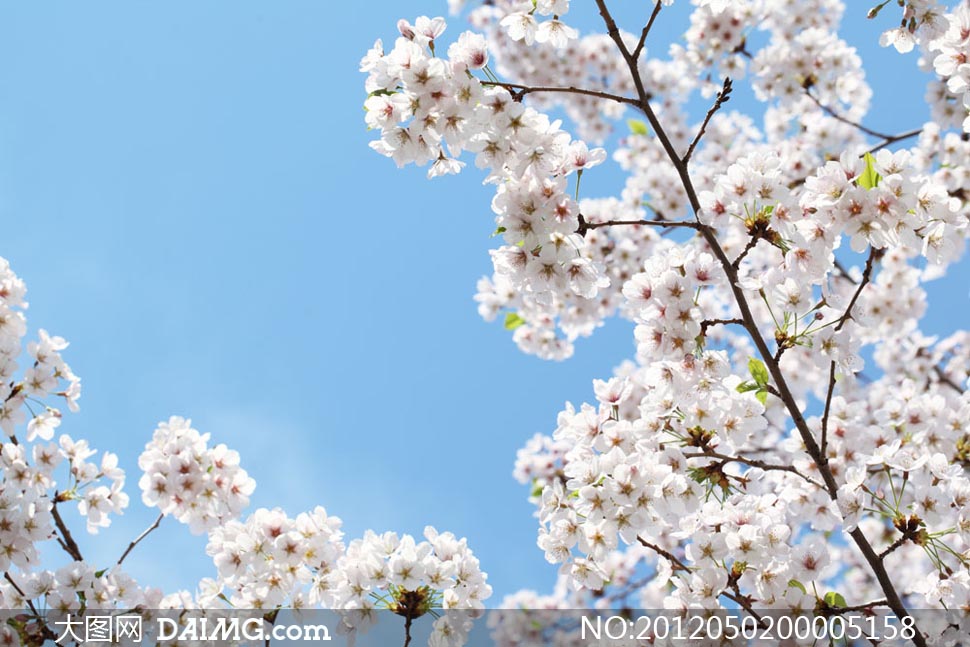 樱花花枝摄影图片