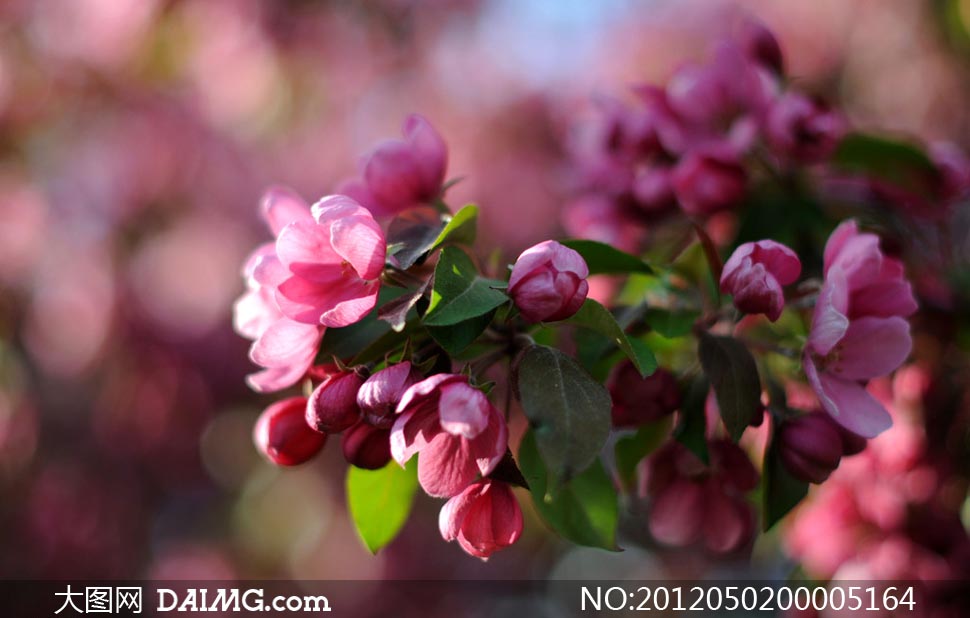 含苞待放的樱花特写摄影图片 - 大图网设计素材