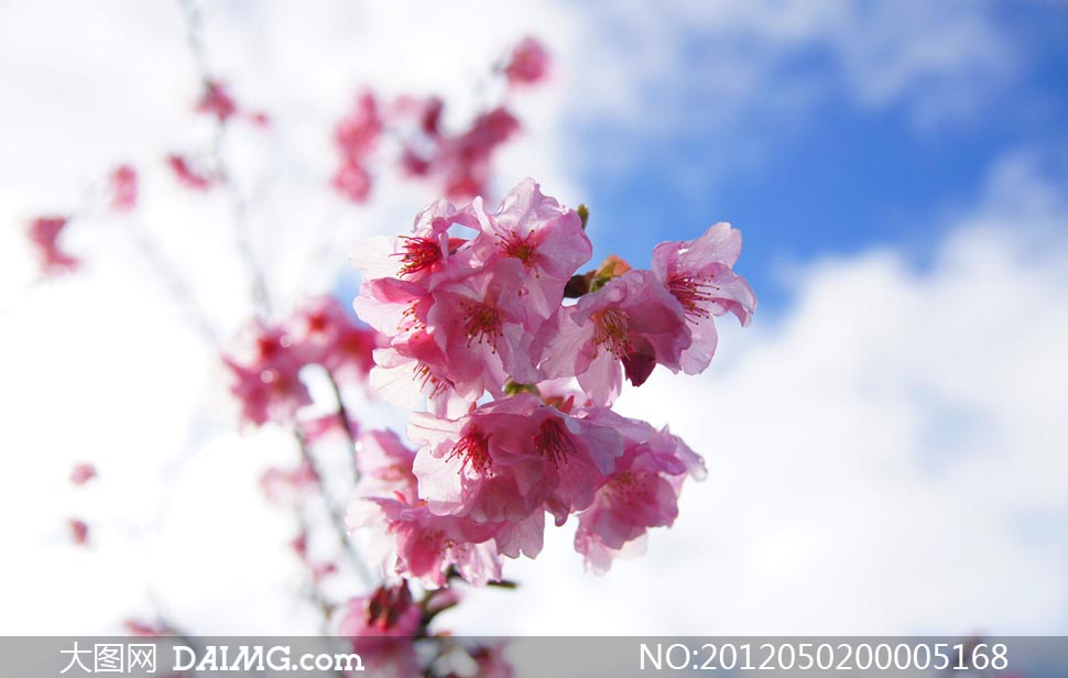 台湾阿里山樱花摄影图片