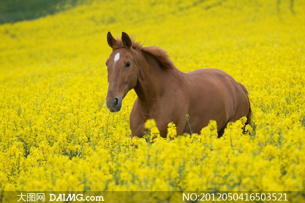 油菜花地里的棕色马高清摄影图片-+大图网设计
