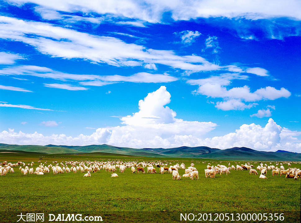 蓝天下的草原牧羊摄影图片