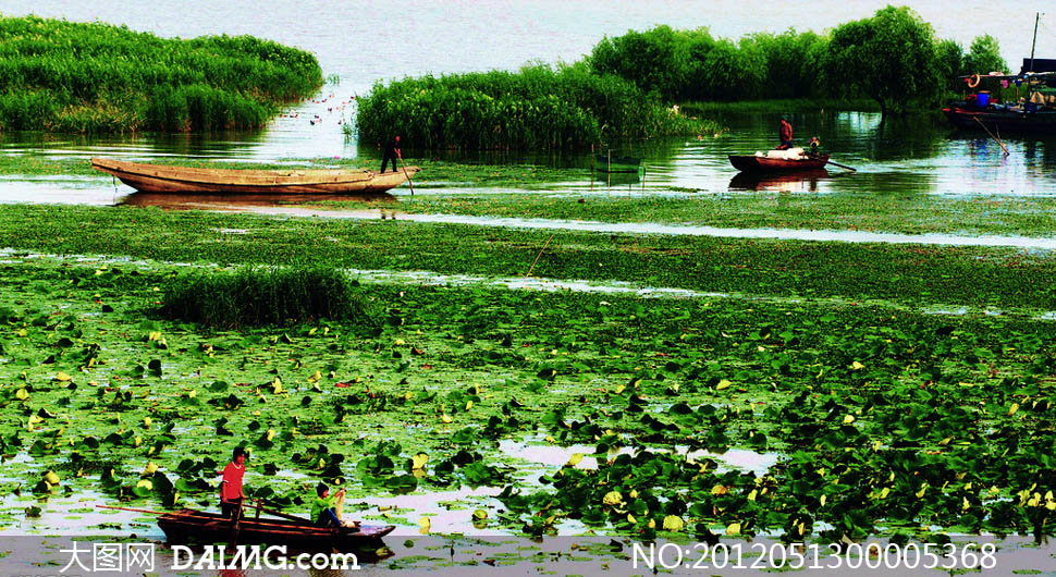 夏季湖上采莲摄影图片 - 大图网设计素材下载