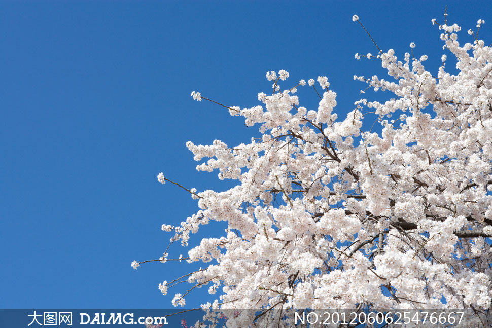 开满白色鲜花的树枝摄影高清图片 - 大图网设计素材