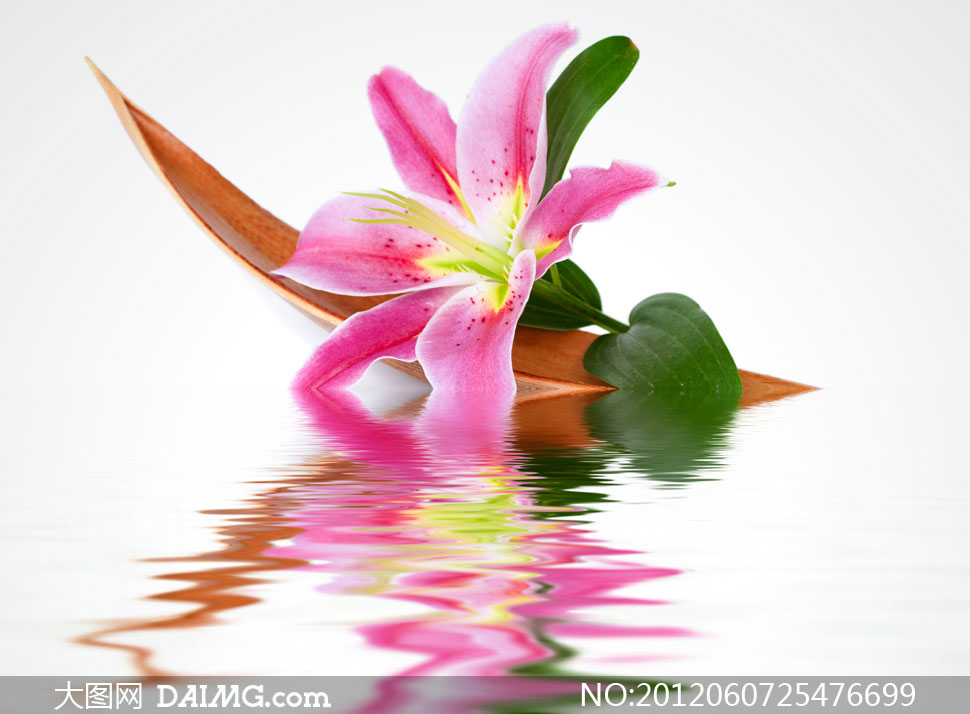 红色百合花与水中倒影高清摄影图片
