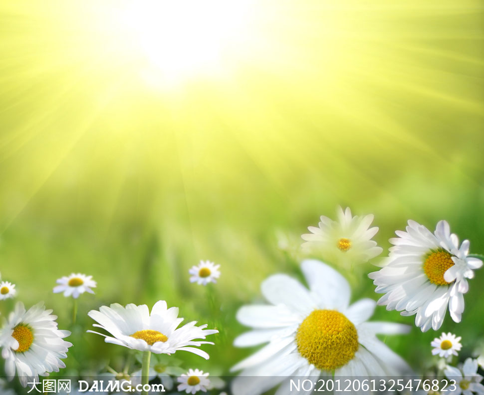 耀眼阳光下的白色雏菊花高清图片