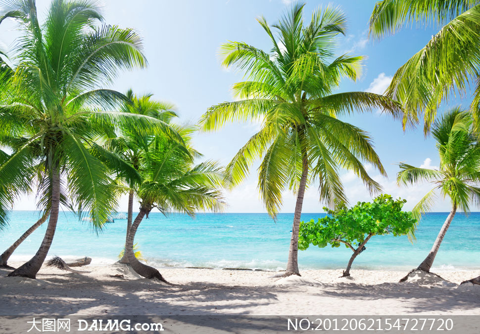 夏天热带海边椰树风光摄影高清图片 - 大图网设计素材
