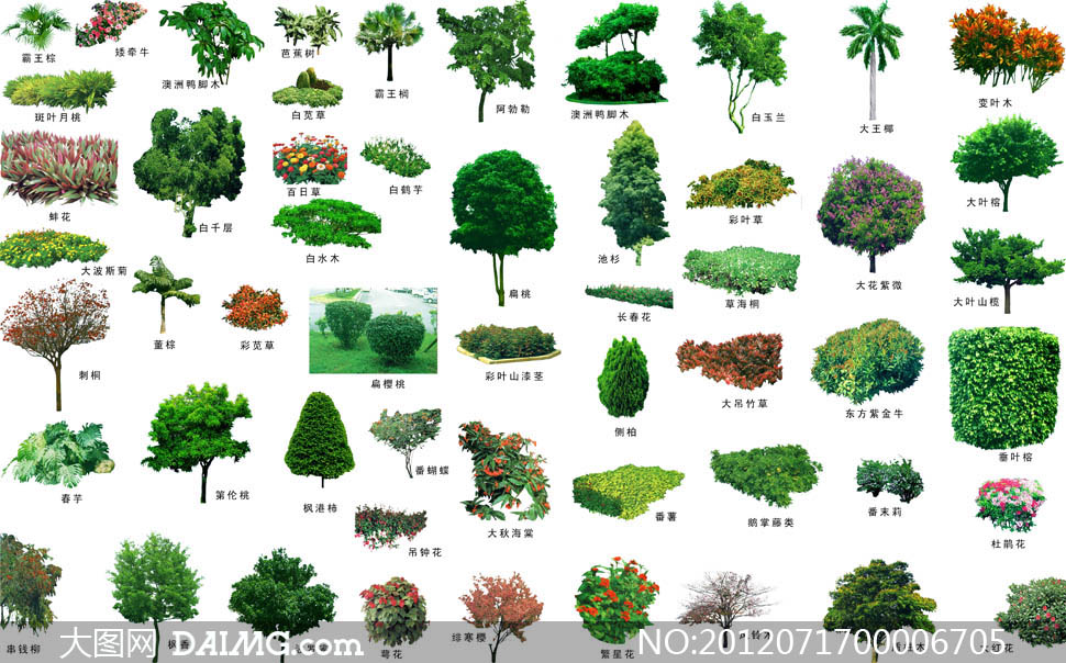 景观树种类名称和图片图片