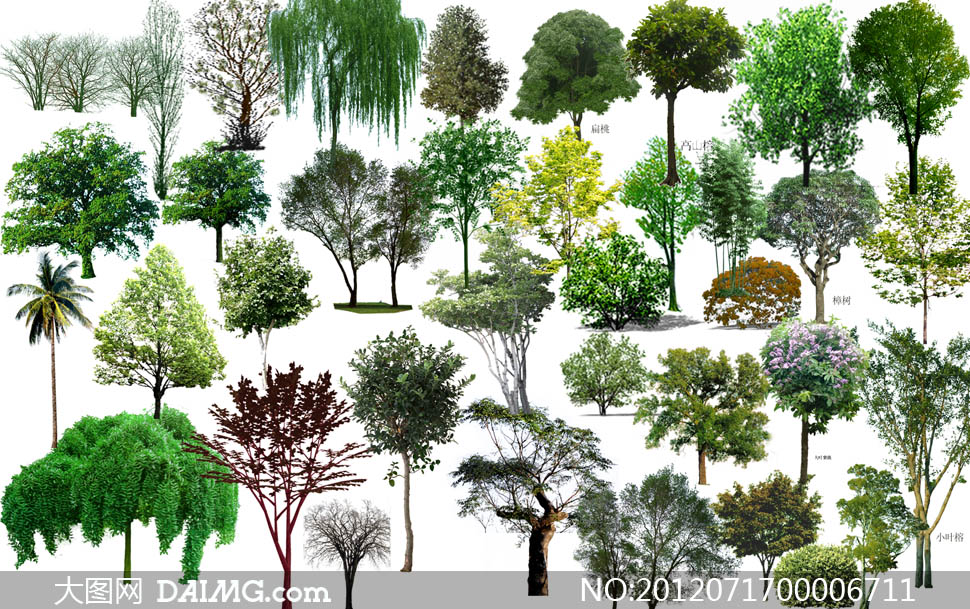 乔木风景树鸟瞰图设计PSD分层素材