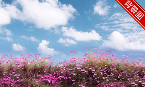 山坡上的鮮花影樓攝影背景圖片