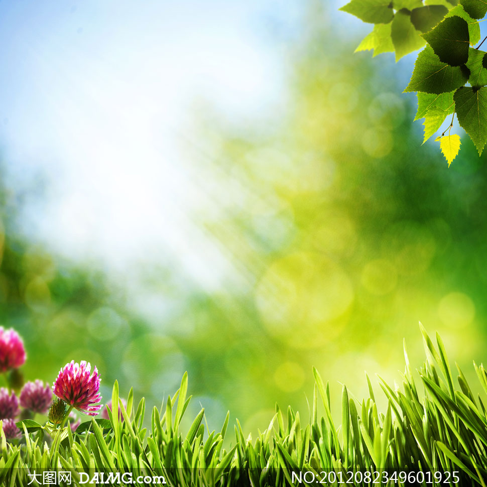 春天花草树叶自然风景摄影高清图片-+大图网设