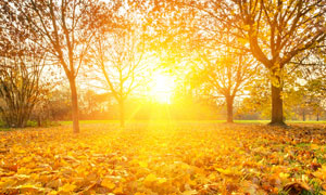 太阳光与树叶大树风光摄影高清图片