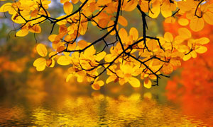 秋天的树枝在湖面上的倒影高清图片