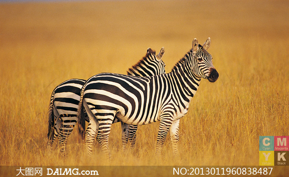 草原上的两匹斑马近景摄影高清图片 - 大图网设