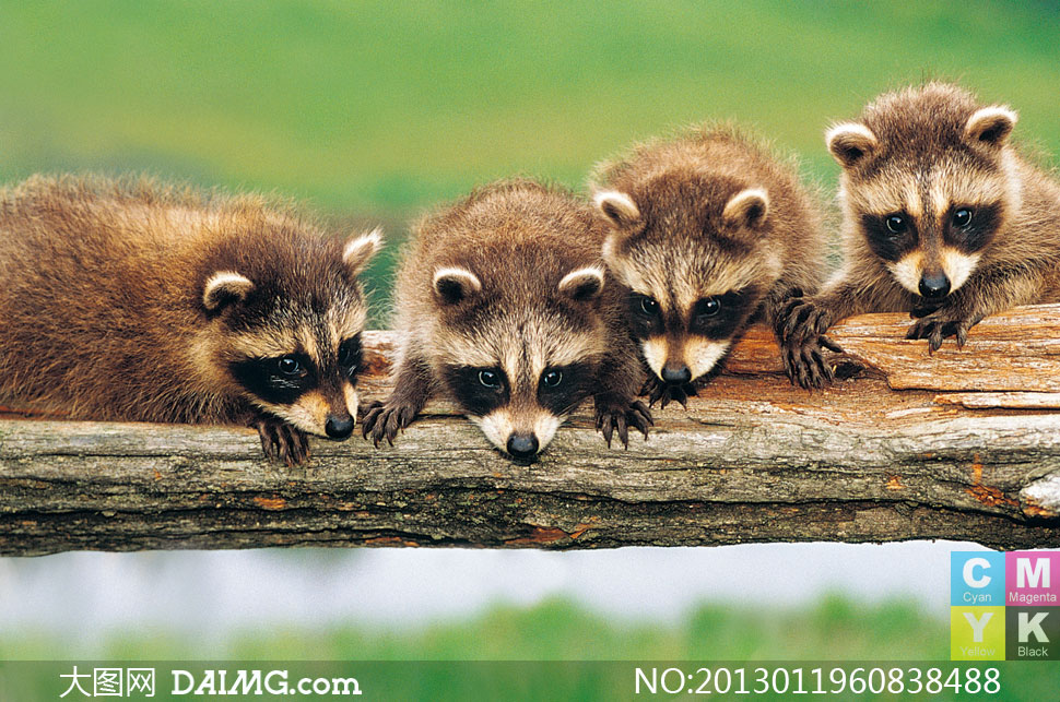 木头上的四只可爱浣熊摄影高清图片 - 大图网设