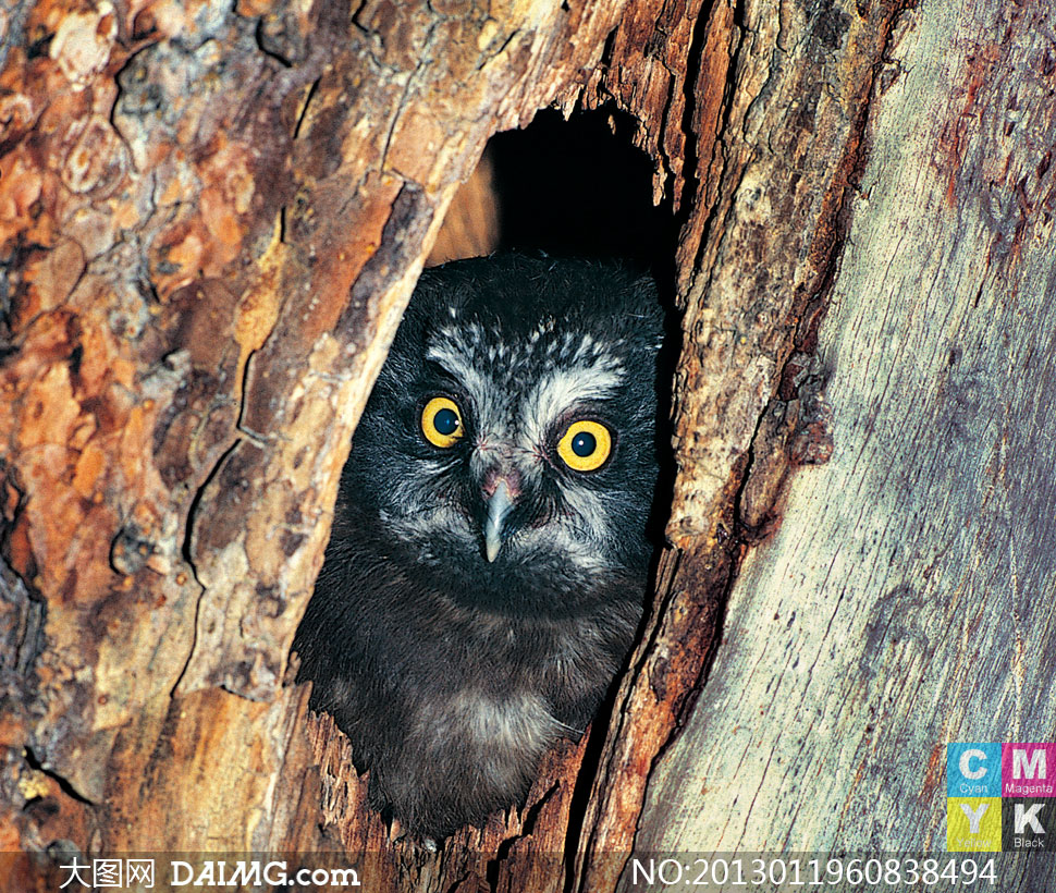 躲藏在树洞里的猫头鹰摄影高清图片 - 大图网设