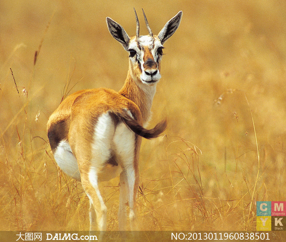 在草原上扭头回望的鹿摄影高清图片