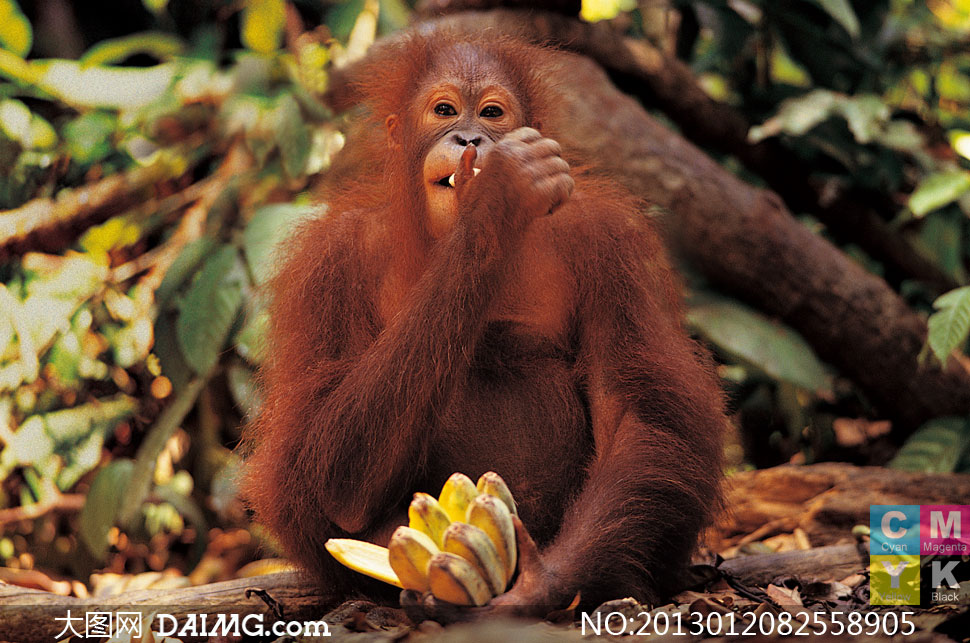 树林里吃香蕉的大猩猩摄影高清图片-+大图网设