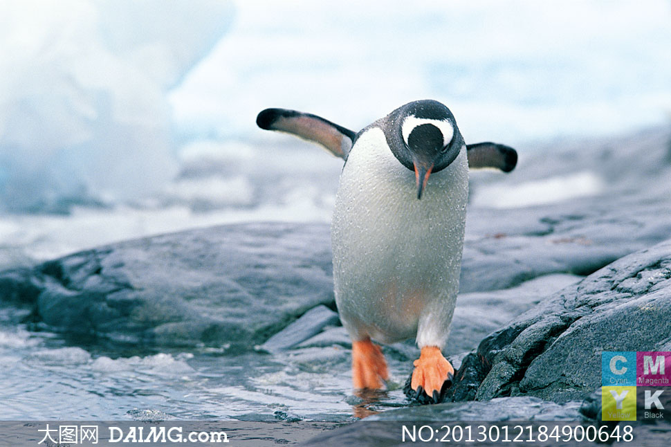 支棱着翅膀的可爱企鹅摄影高清图片 - 大图网设