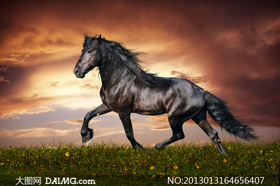 夕阳西下草地黑亮马匹摄影高清图片