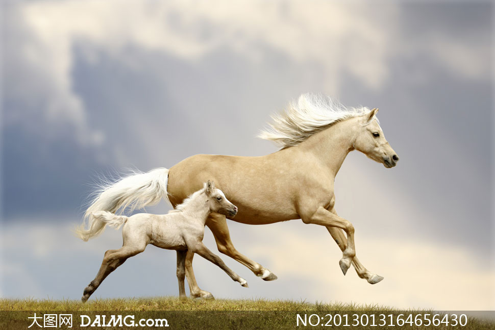 飞奔在草原上的两匹马摄影高清图片 - 大图网daimg.