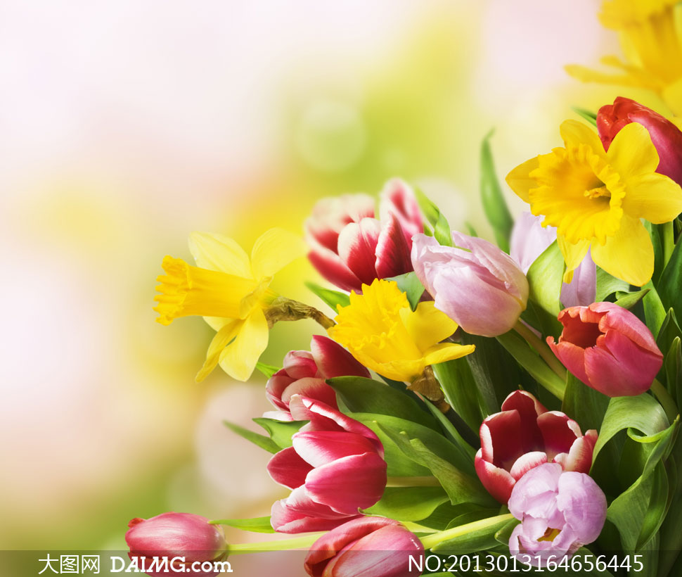 夹杂着黄花的郁金香花摄影高清图片