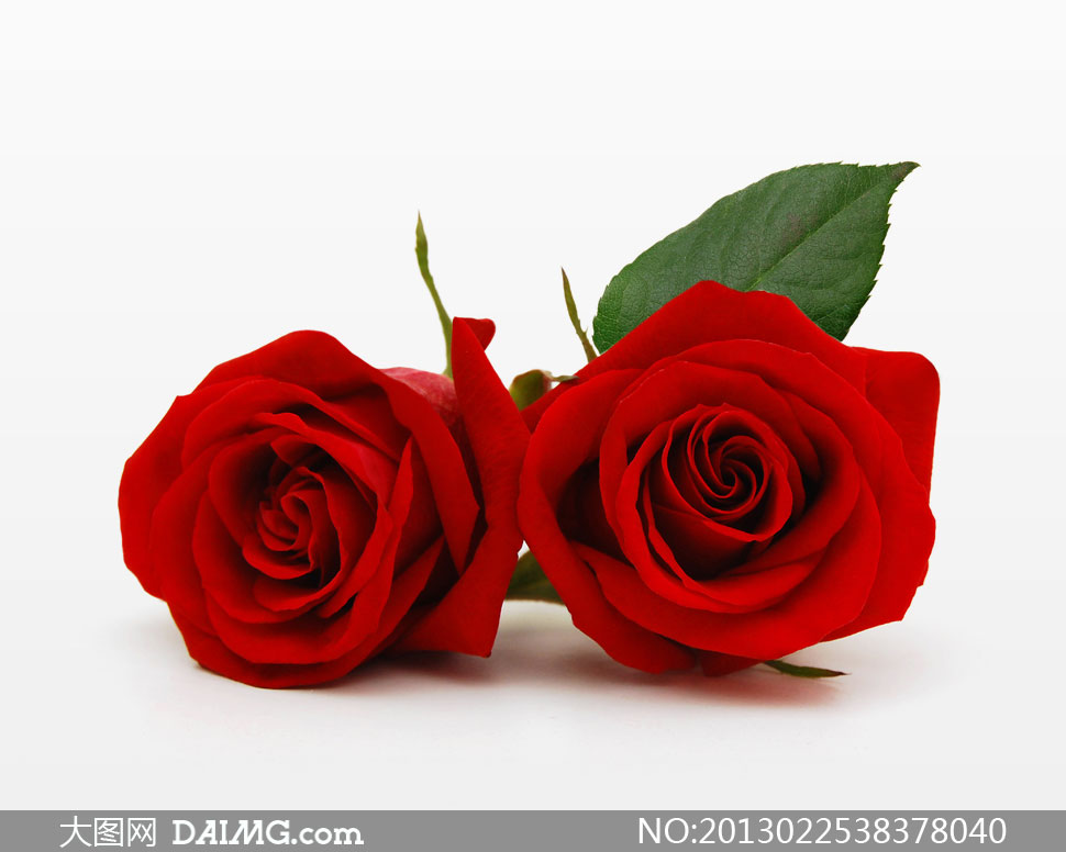 两朵红色玫瑰花朵特写摄影高清图片