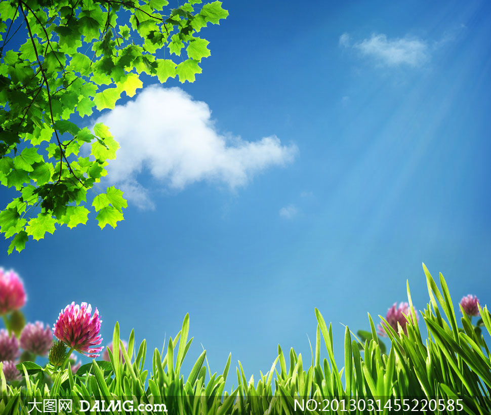 蓝天白云云层云彩云朵光线绿叶叶子春天春节草丛花丛花草青草绿草近景