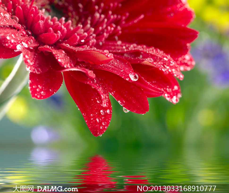 鲜艳雏菊花朵近景特写摄影高清图片