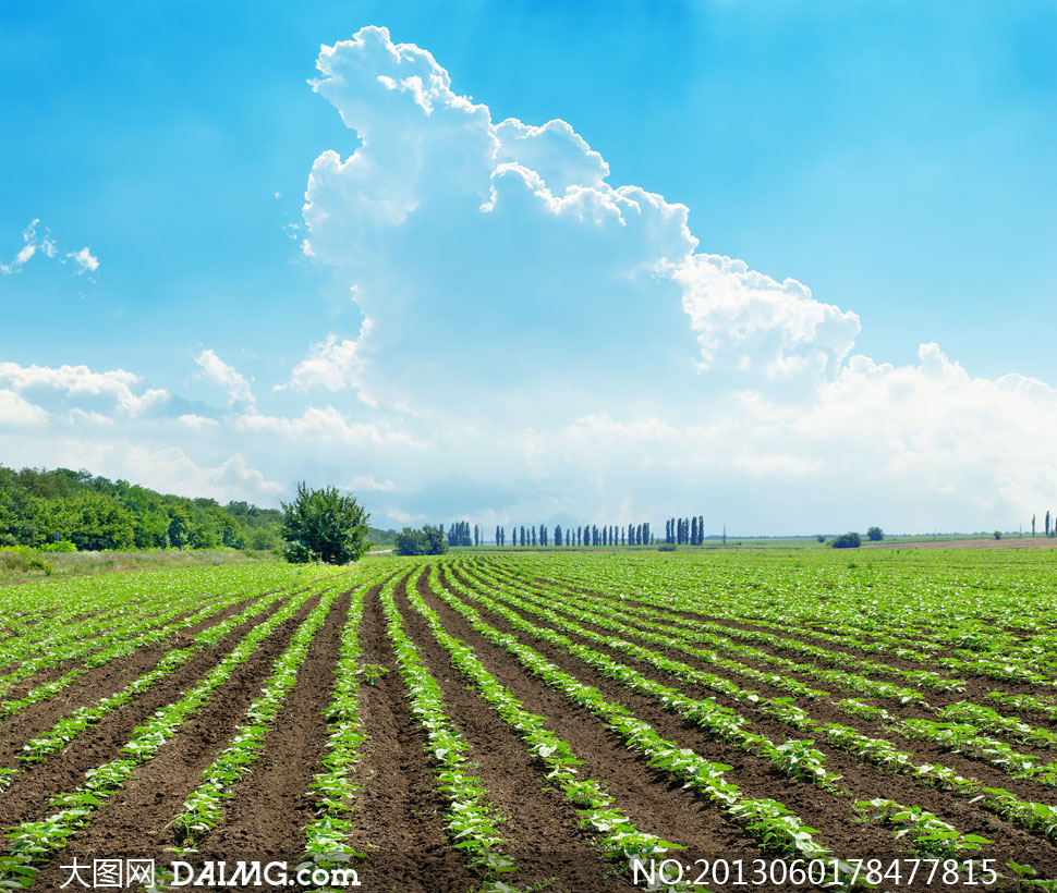 蓝天白云与蔬菜种植园摄影高清图片 - 大图网设