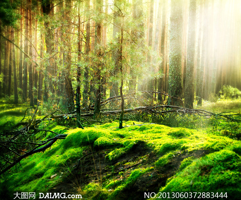 阳光照射森林自然风景摄影高清图片