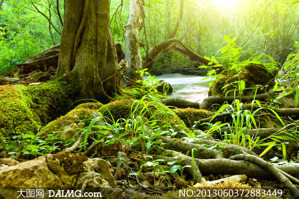 热带雨林里的植物风景摄影高清图片 - 大图网设