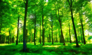 生长茂密的大树林风景摄影高清图片