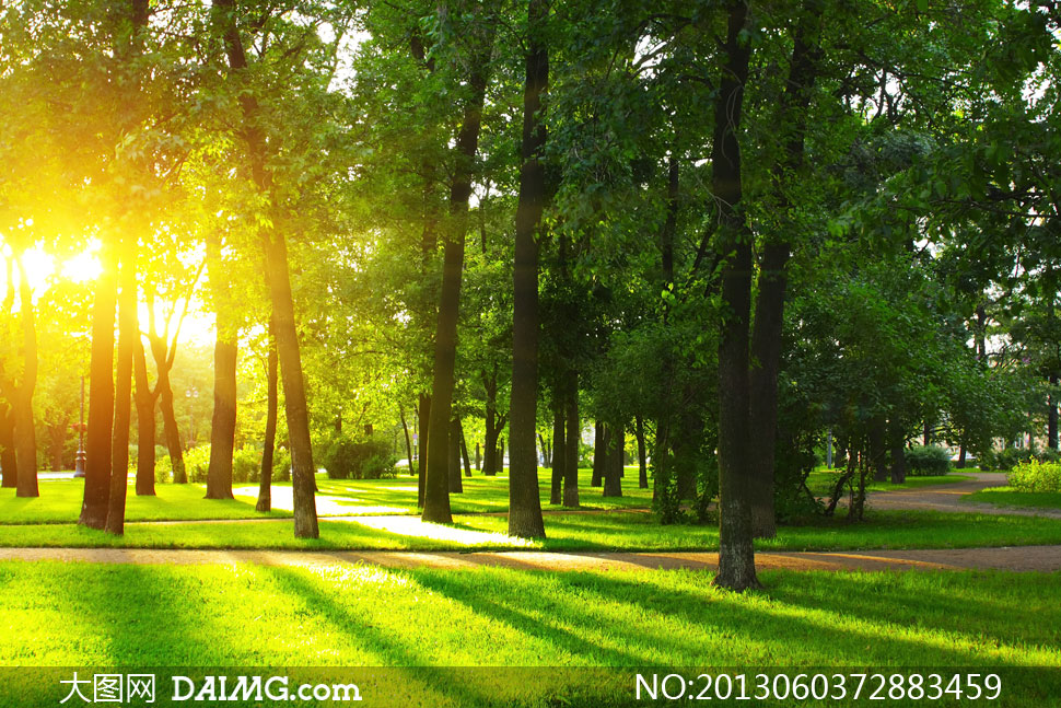 阳光中茂盛的树图片图片
