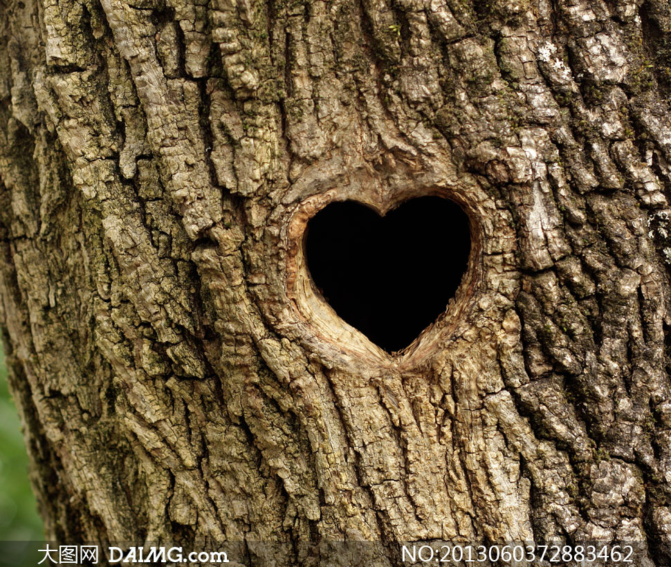 大树上的心形树洞特写摄影高清图片